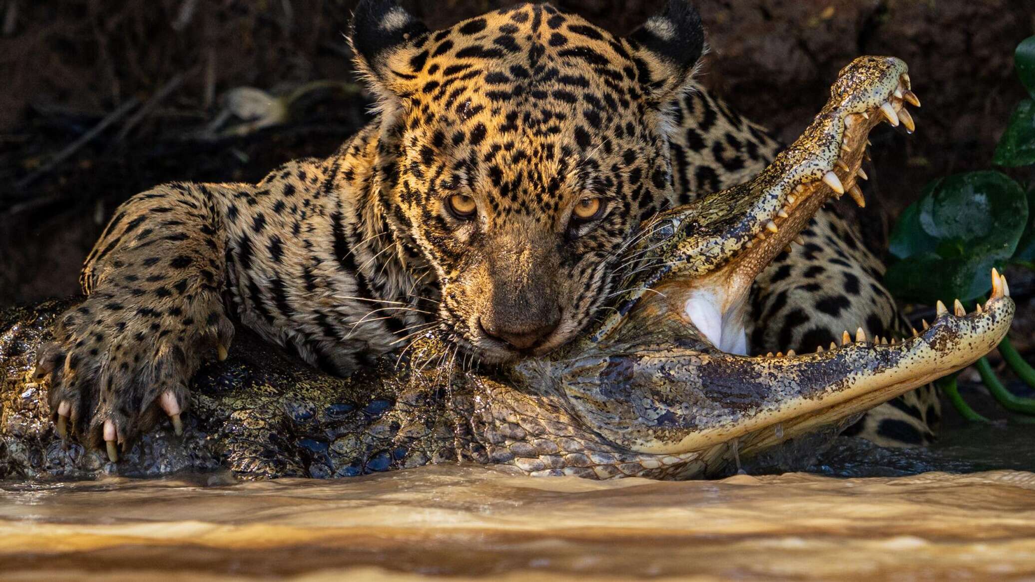 Крокодил на завтрак и испуг летучей мыши: лучшие фото Sony World  Photography Awards 2024