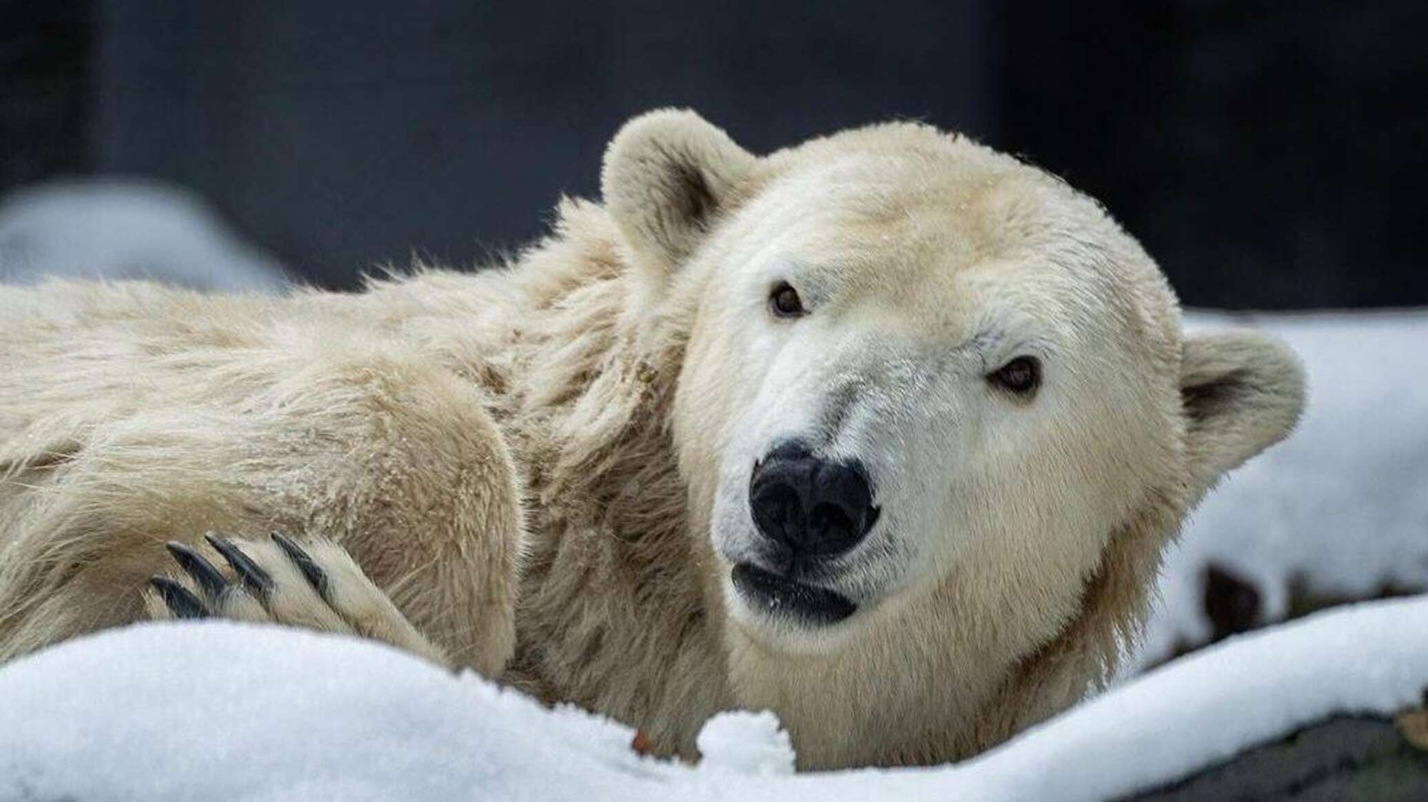 Почему умер белый медведь из Праги, рассказали в алматинском зоопарке 
